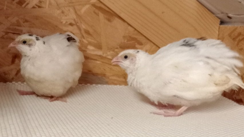 Wit-Bonte Japanse kwartels, Dieren en Toebehoren