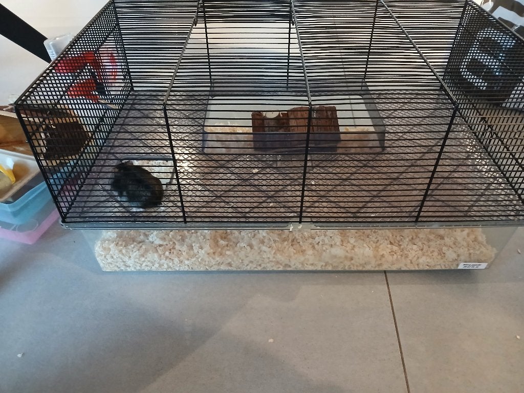 Vrouwtjes hamster +kooi, Animaux & Accessoires, Rongeurs & Lapins | Cages & Clapiers, Enlèvement, Cage, Hamster