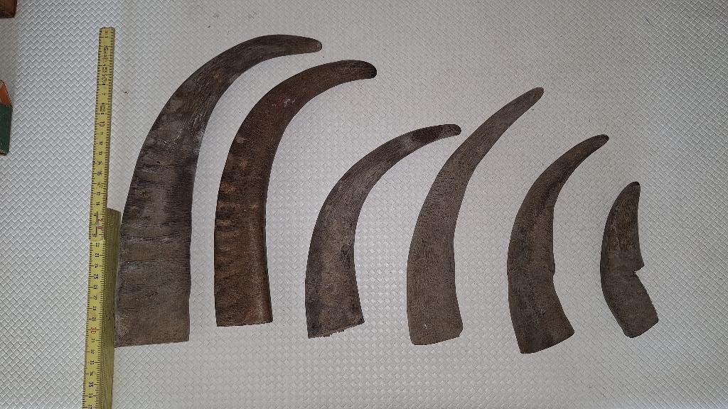 Hoorns  , Hoornen onbewerkt, Antiek en Kunst, Kunst | Beelden en Houtsnijwerken, Ophalen of Verzenden, Natuurlijk materiaal, Overige typen