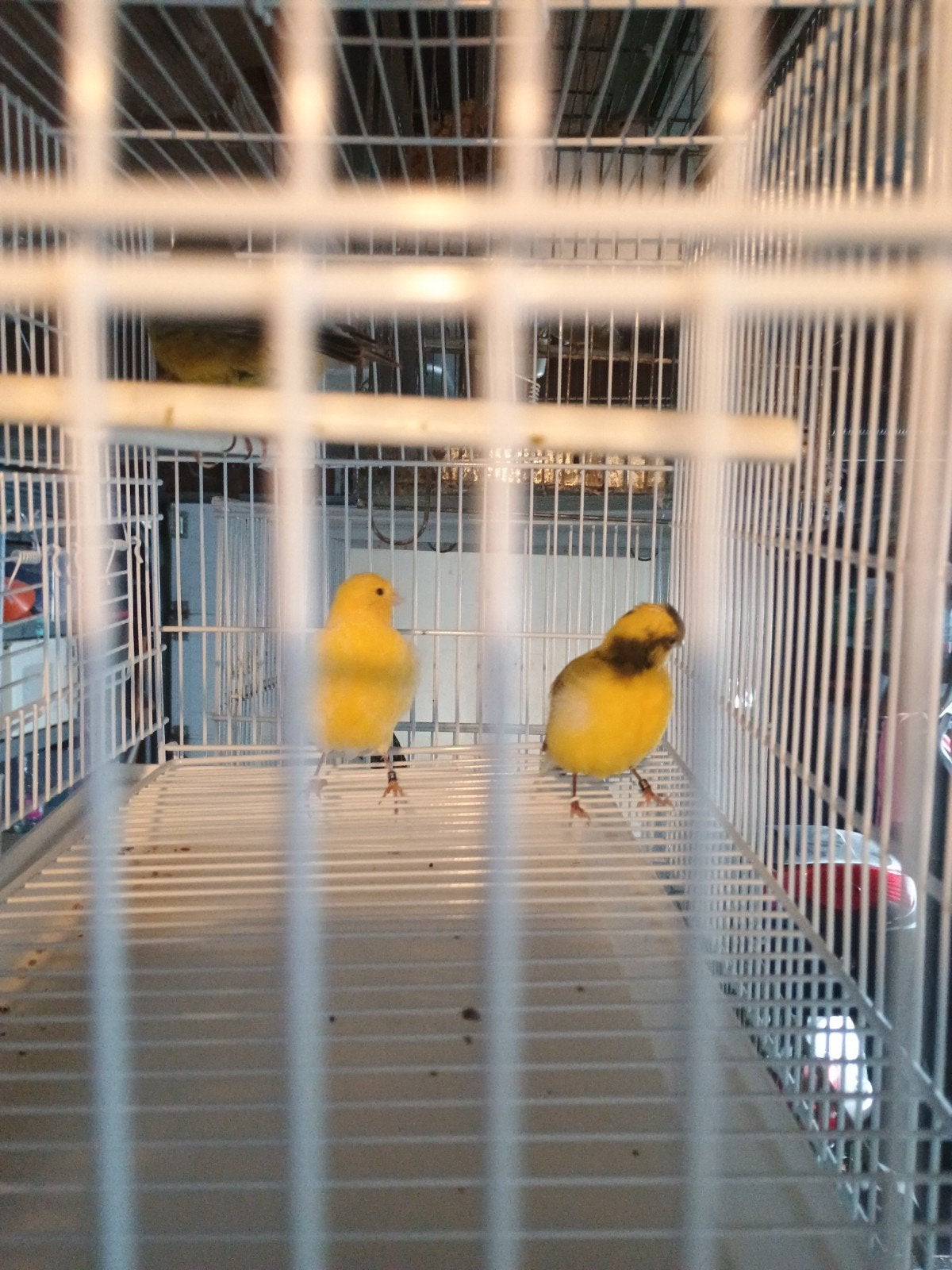 4 fife fancy kanarie, Dieren en Toebehoren