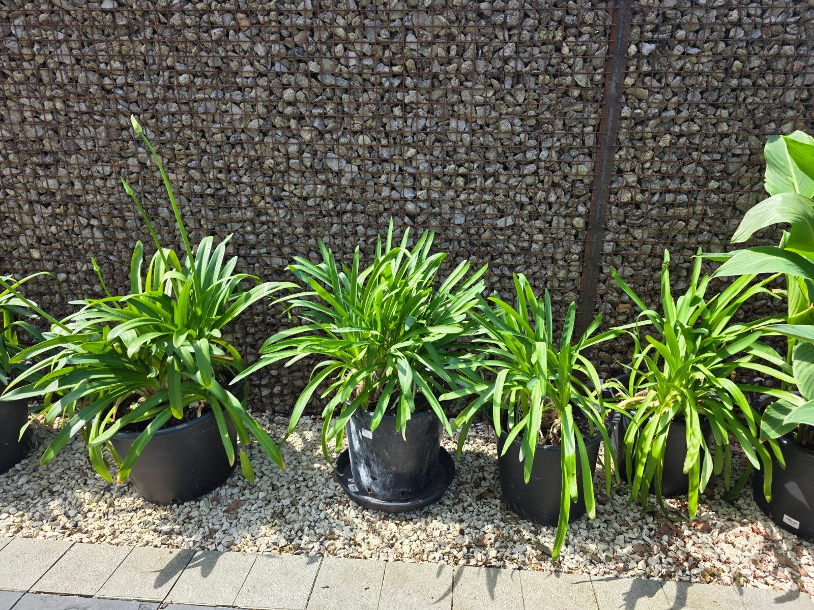Te koop: Agapanthus, Tuin en Terras, Ophalen