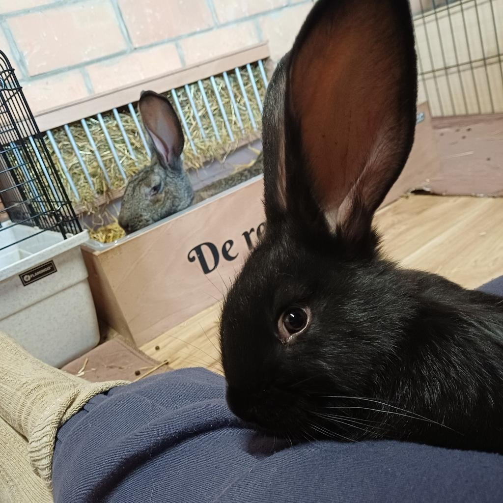 Duitse reusjes te reserveren ZWART RAMMETJE, Dieren en Toebehoren, Konijnen, Meerdere dieren, Groot, 0 tot 2 jaar