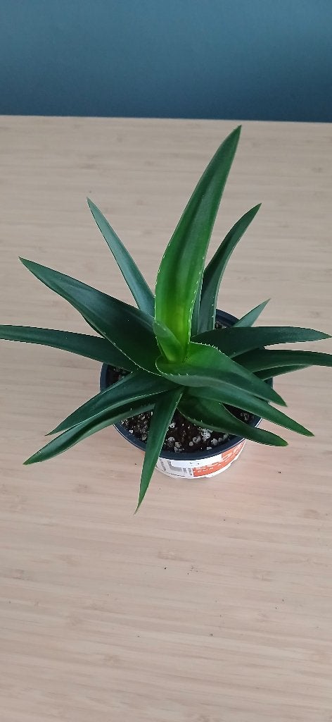 Haworthia (Vente ou échange), Maison & Meubles, Plante succulente, Moins de 100 cm, Enlèvement, Plante verte