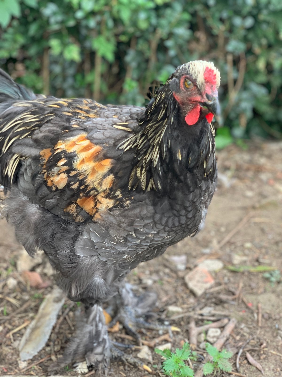 Haan brahma - silverudds, Dieren en Toebehoren, Mannelijk, Kip