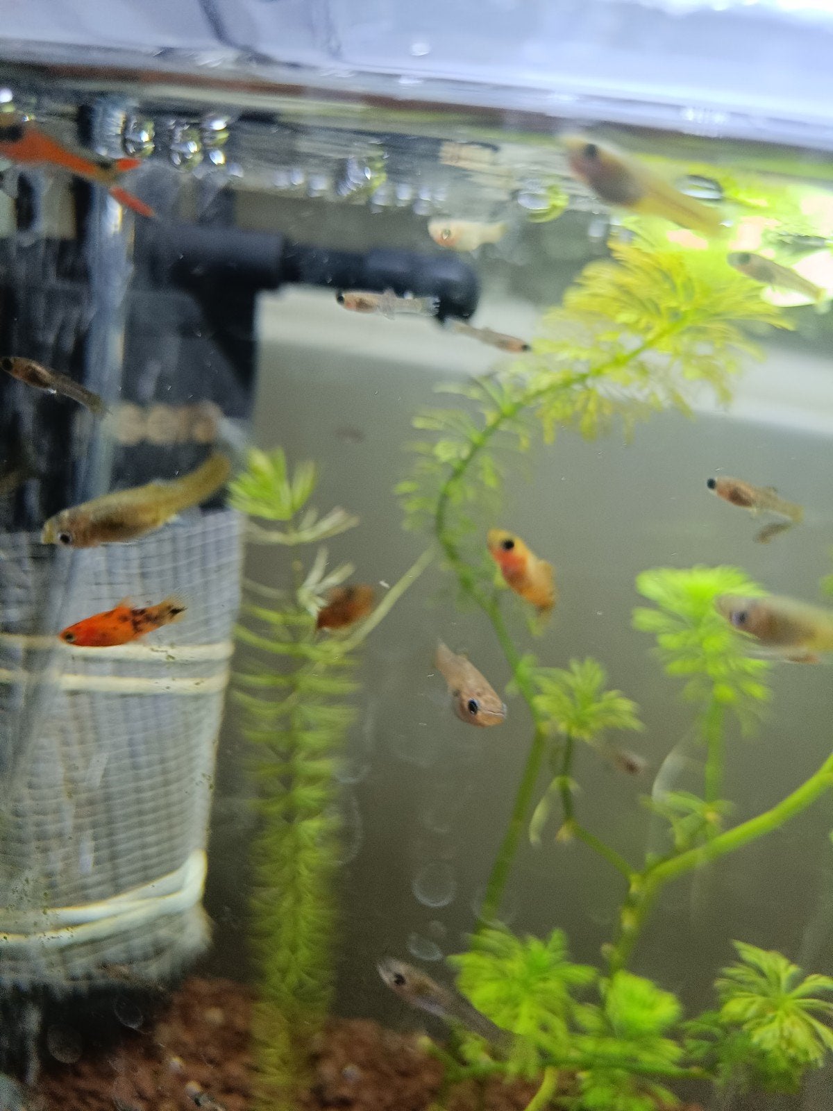 Jonge Platy’s te koop – eigen kweek 

Ik verkoop jonge Pl, Animaux & Accessoires, Poissons | Poissons d'aquarium, Poisson, Poisson d'eau douce