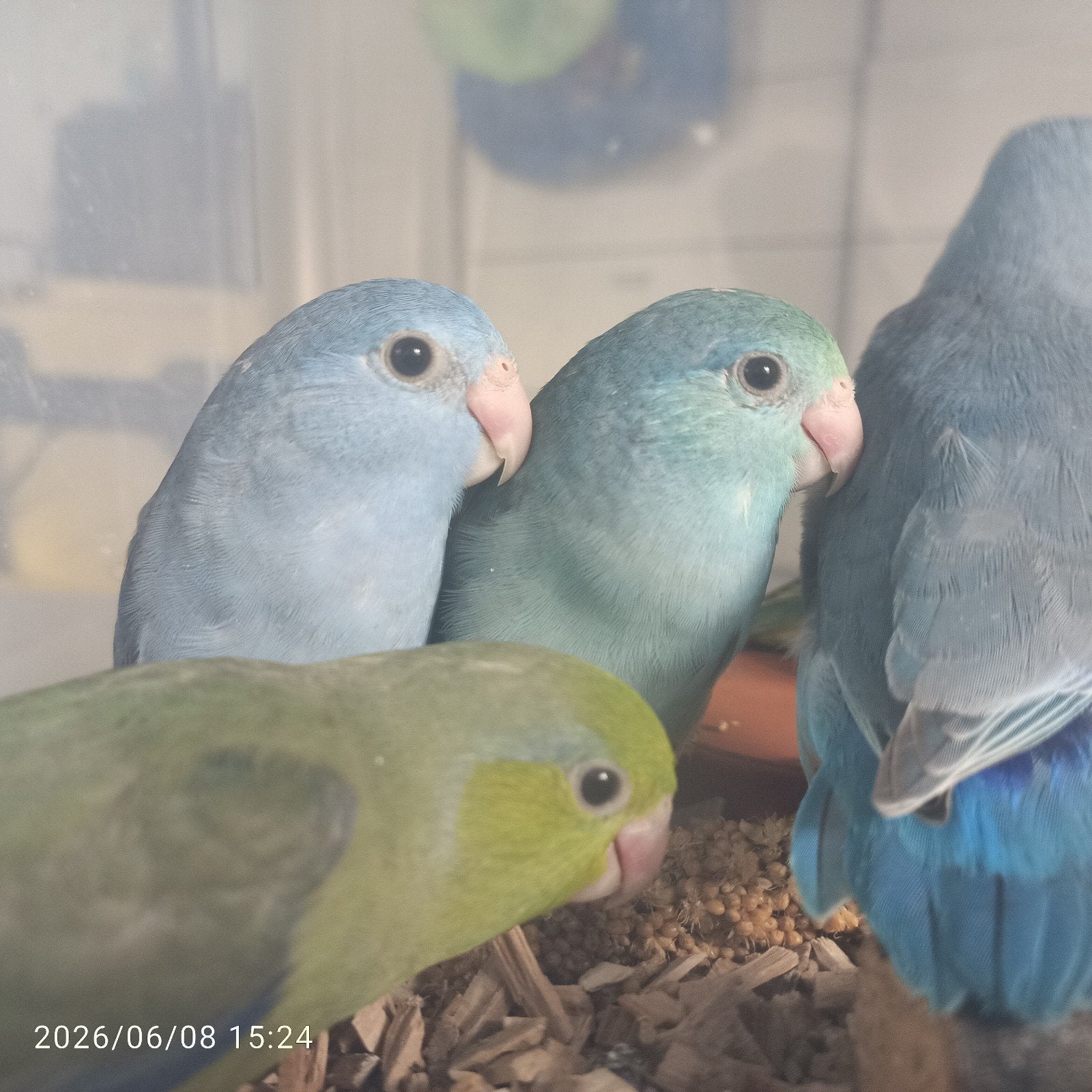 Forpus jongen tam, Dieren en Toebehoren, Tam