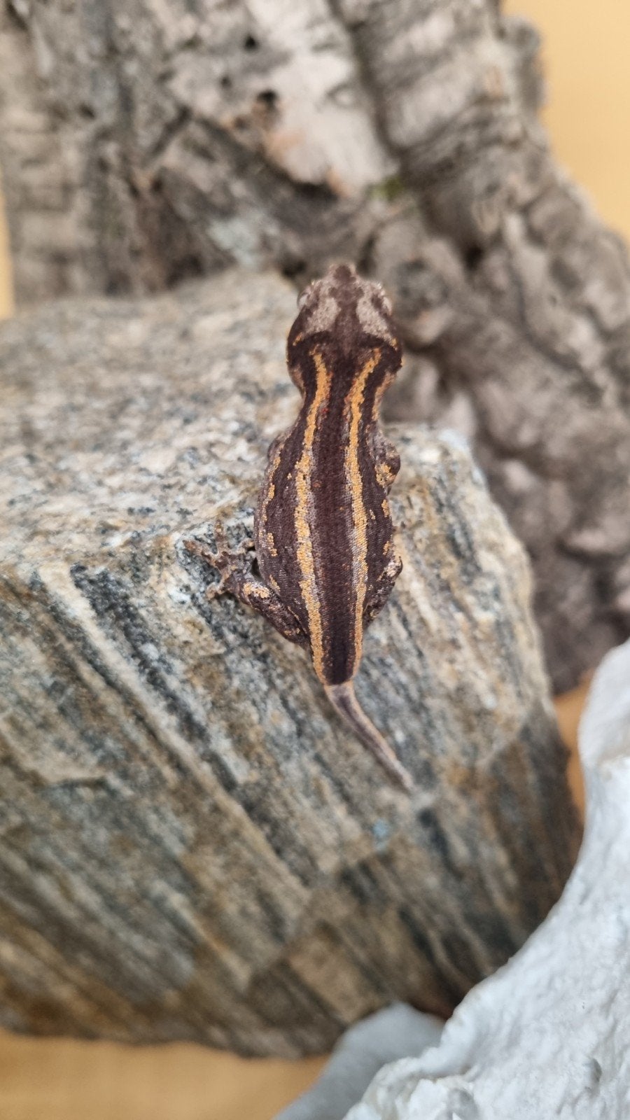Rhacodactylus Auriculatus Gargoyle, Dieren en Toebehoren