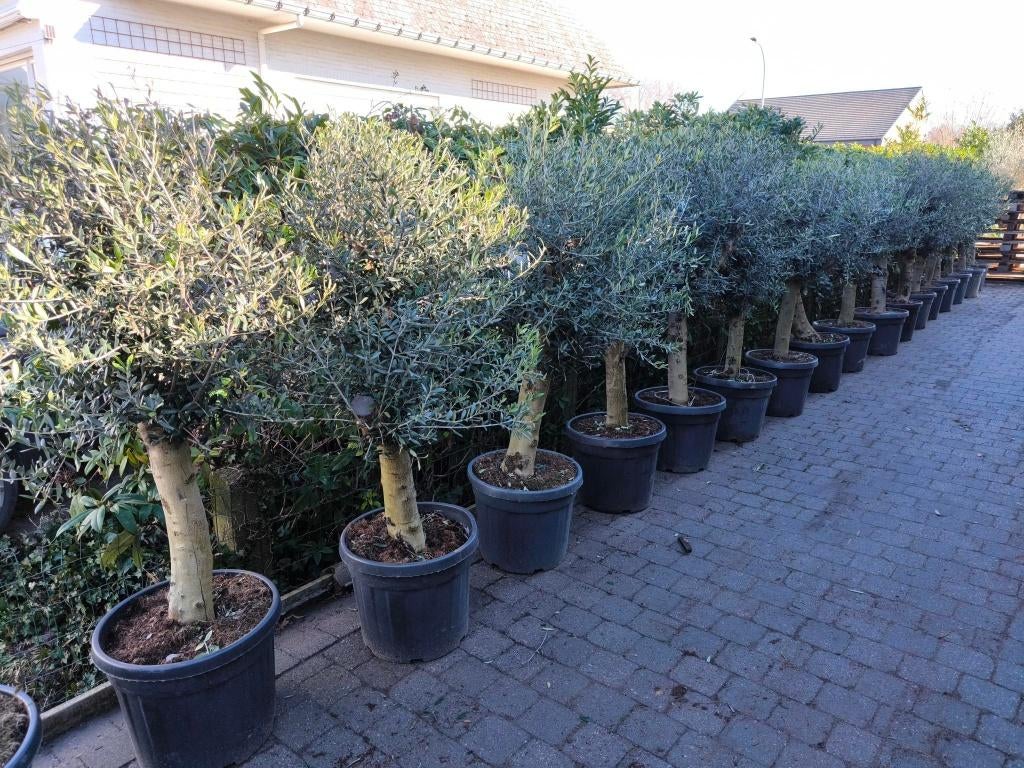 Olijfbomen te koop olea europaea, Lente, 100 tot 250 cm, Olijfboom, Ophalen