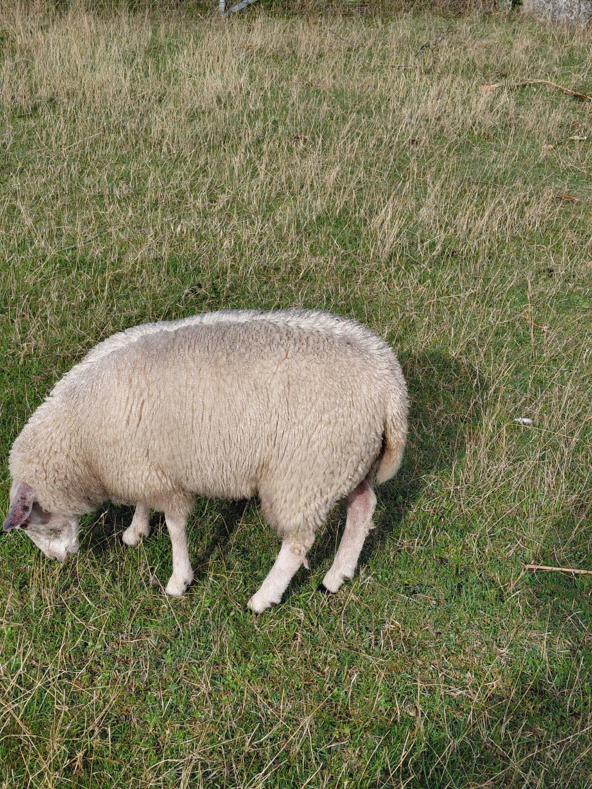 ooi lam geboren in maart, Dieren en Toebehoren, Vrouwelijk, Schaap, 0 tot 2 jaar