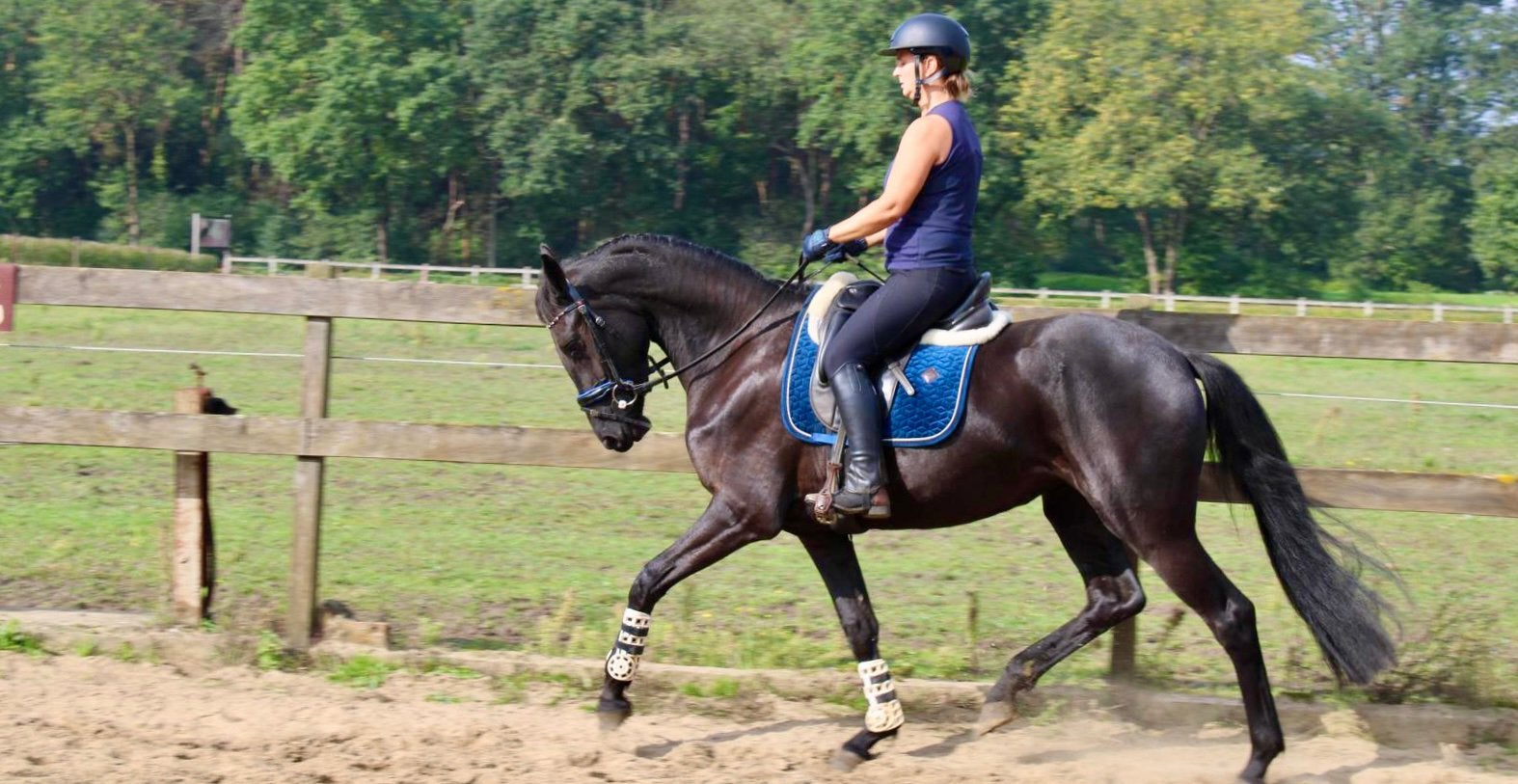 Dressuur Barock Pinto, Jument