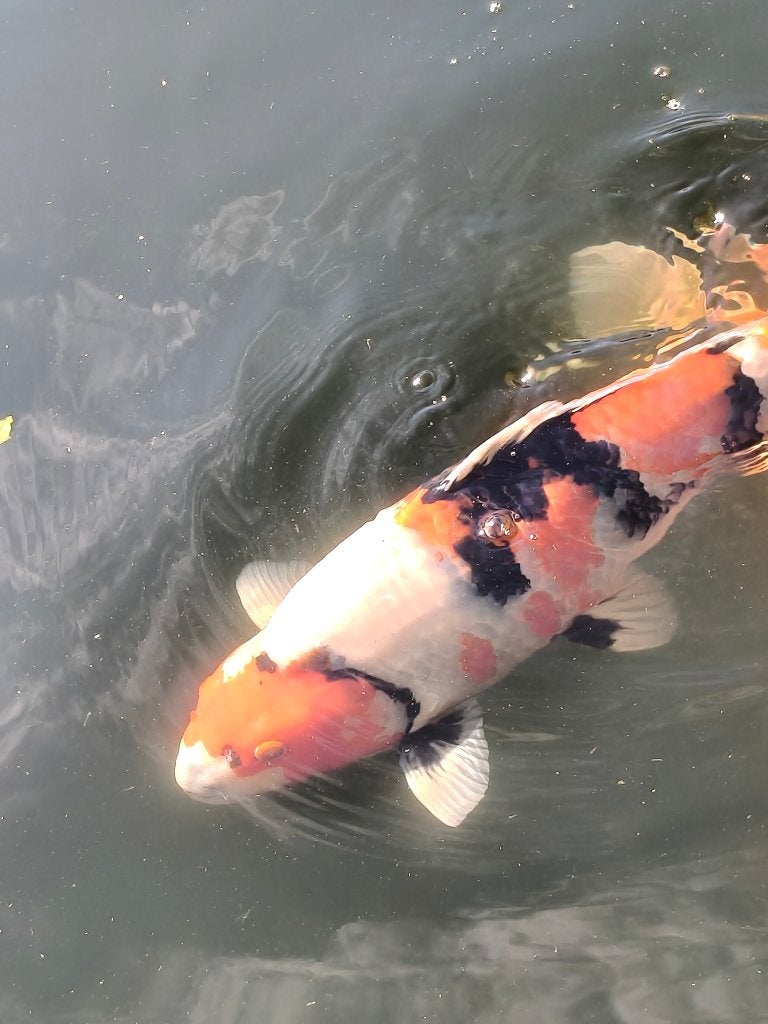Japanse koi, showa, Dieren en Toebehoren, Karper of Koi