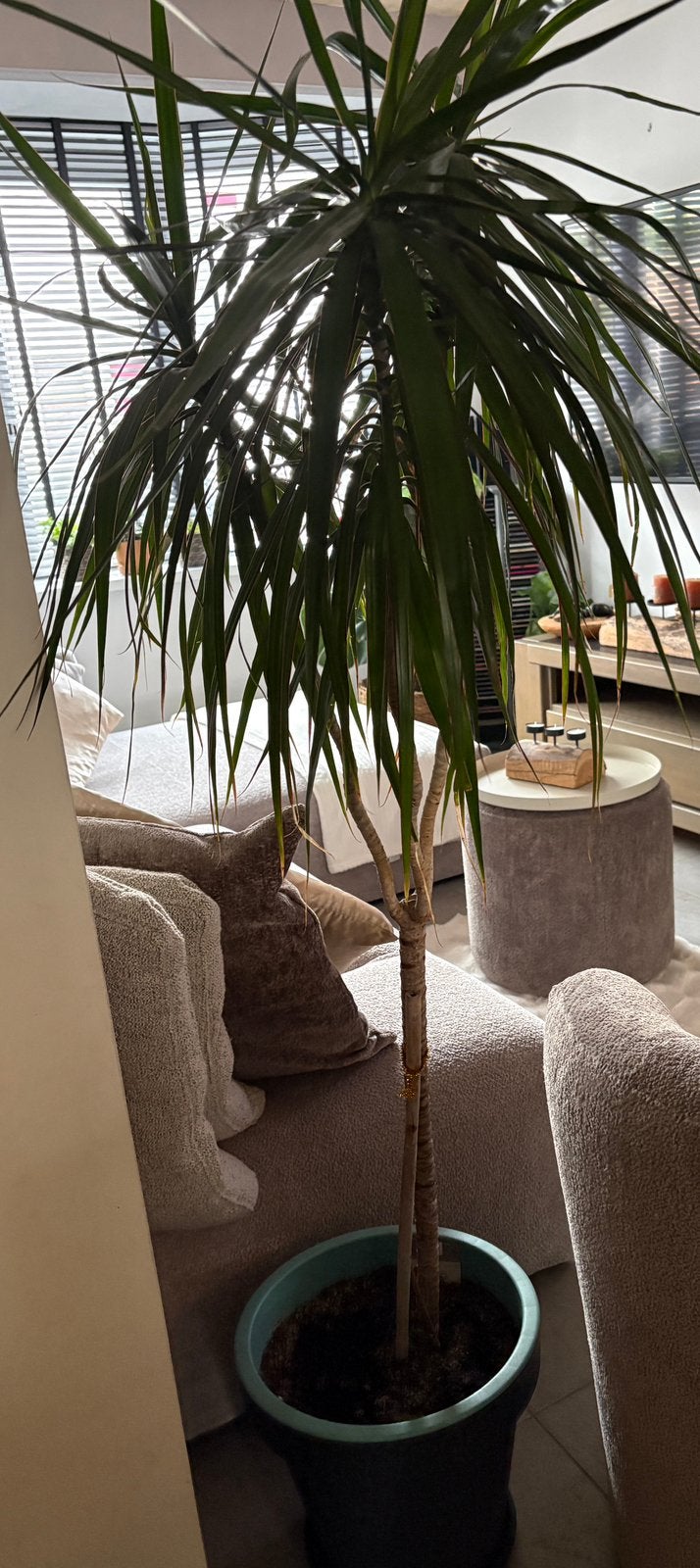 Dracaena marginata -  180 cm de haut, Jardin & Terrasse, Enlèvement