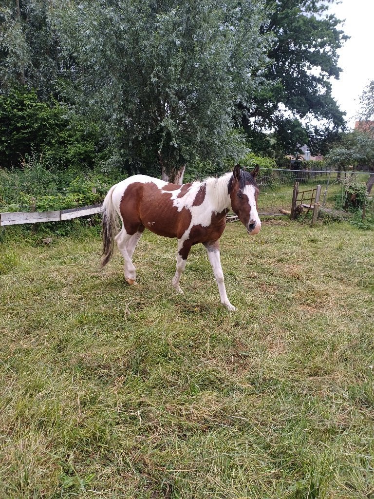 Paard, Animaux & Accessoires, Cheval western, Avec puce électronique, 160 à 165 cm, Étalon