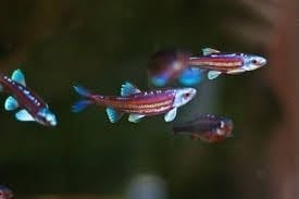 Regenboog Elrits, Animaux & Accessoires, Poissons | Poissons d'étang, Autres espèces