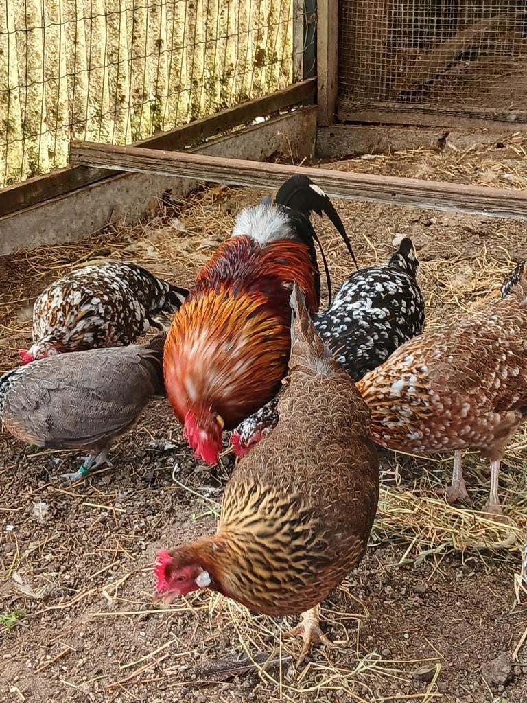 Verse broedeieren van Engelse krielen + hennen te koop, Dieren en Toebehoren, Pluimvee, Kip, Vrouwelijk