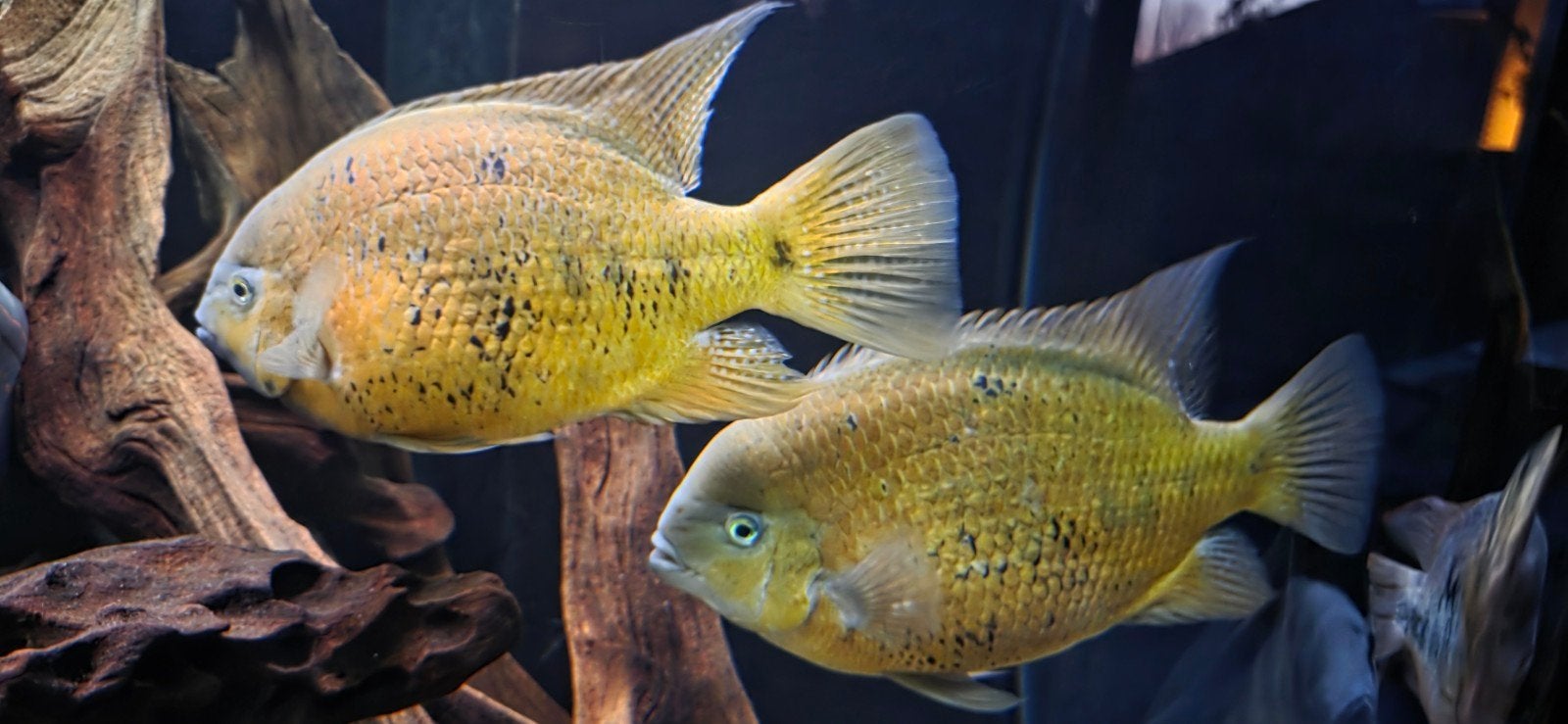 Cichlidés américains XXL, Animaux & Accessoires, Poissons | Poissons d'aquarium
