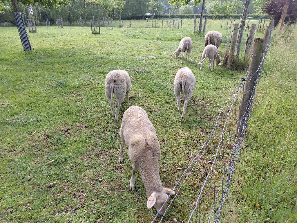 4 ooilammeren melkschaap, Dieren en Toebehoren, Schapen, Geiten en Varkens, Vrouwelijk, 0 tot 2 jaar