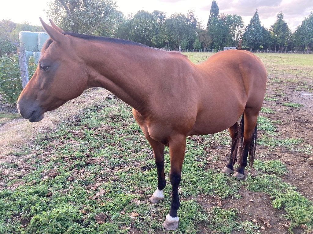 Quarter merrie, Animaux & Accessoires, Avec pedigree, 11 ans ou plus, 160 à 165 cm, Cheval de récréation