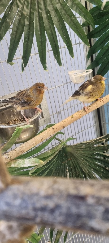 Oiseaux, Animaux & Accessoires