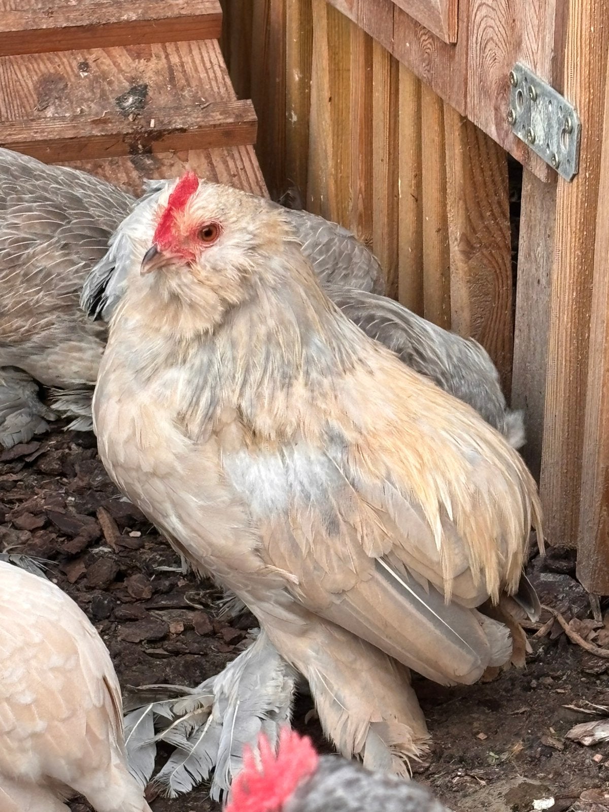 Everbergse Baardkriel haan, Dieren en Toebehoren, Pluimvee, Mannelijk, Kip