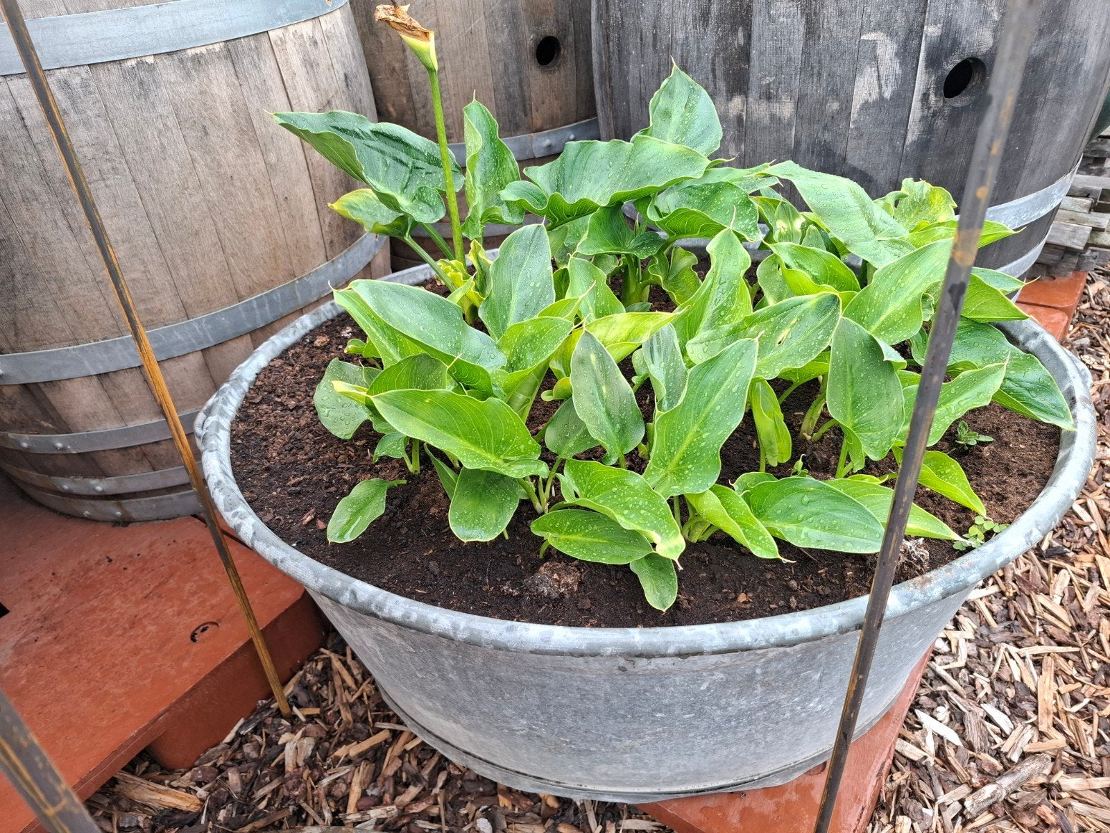 Galvanise kuip 80cm x 37cm met arendskelk planten, Ophalen