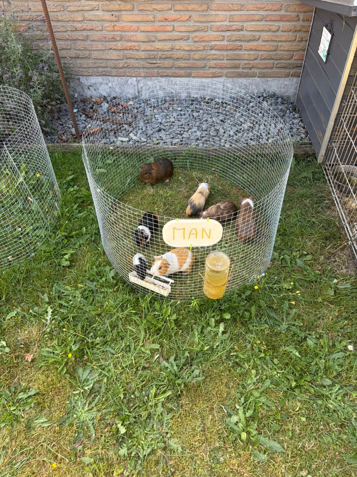 Te koop 7 prachtige cavias, Dieren en Toebehoren
