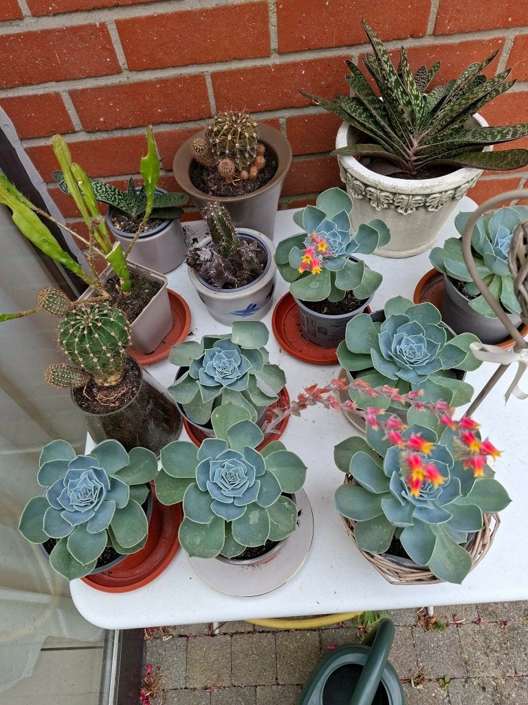Vetplantjes zowel voor buiten als binnen, Tuin en Terras, Vaste plant, Halfschaduw, Zomer, Ophalen