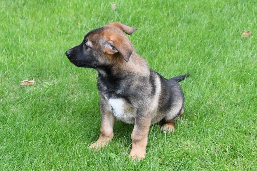 Chiot Mechelse Herder à vendre (garçon), Chien (mâle), Maladie de Carré (chiens), Un chien, Belgique