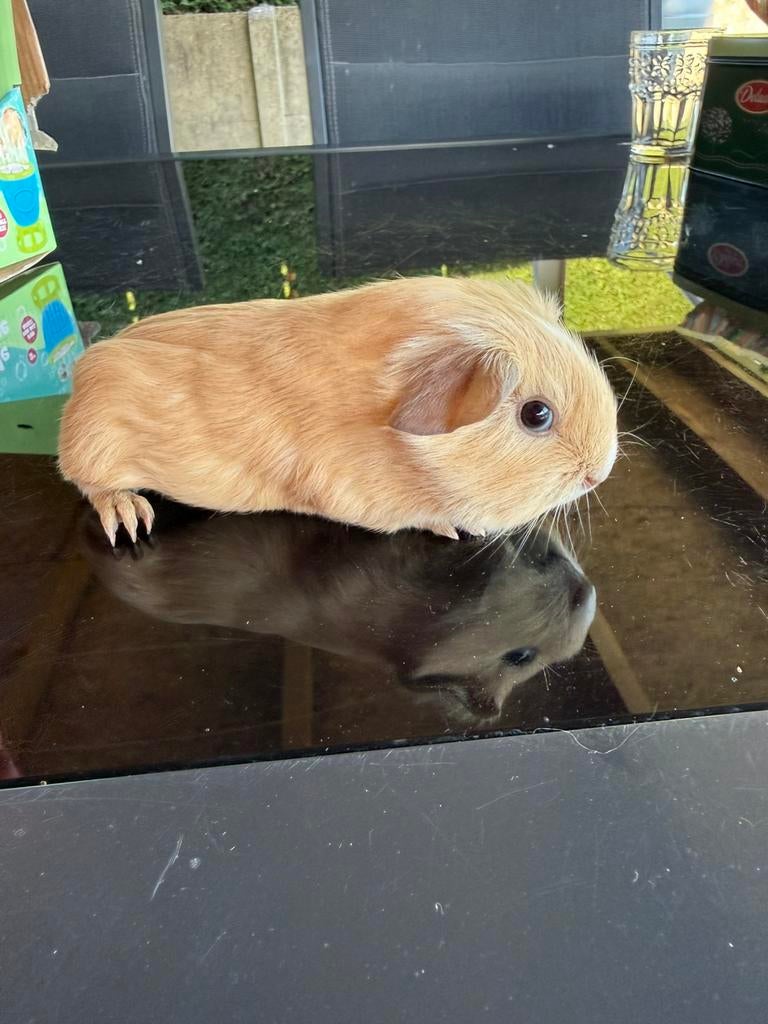 Cali beertje, Mâle, Domestique, Avril, Cobaye