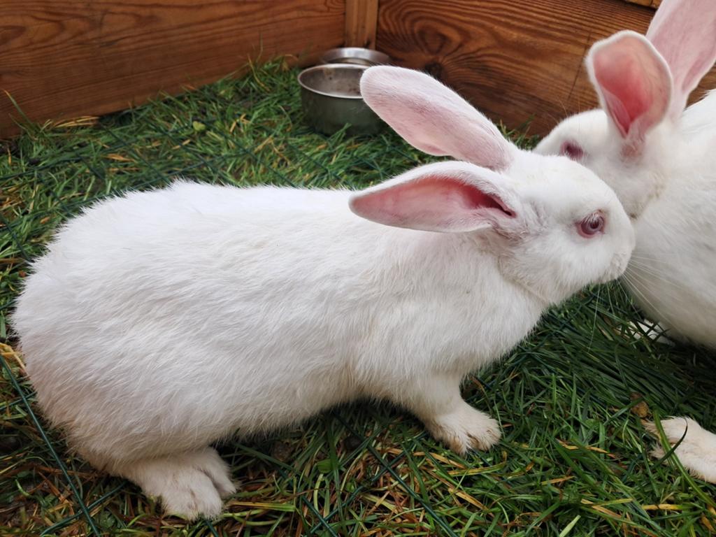 Rammelaar wit van dendermonde te koop, Mannelijk, Middelgroot, 0 tot 2 jaar
