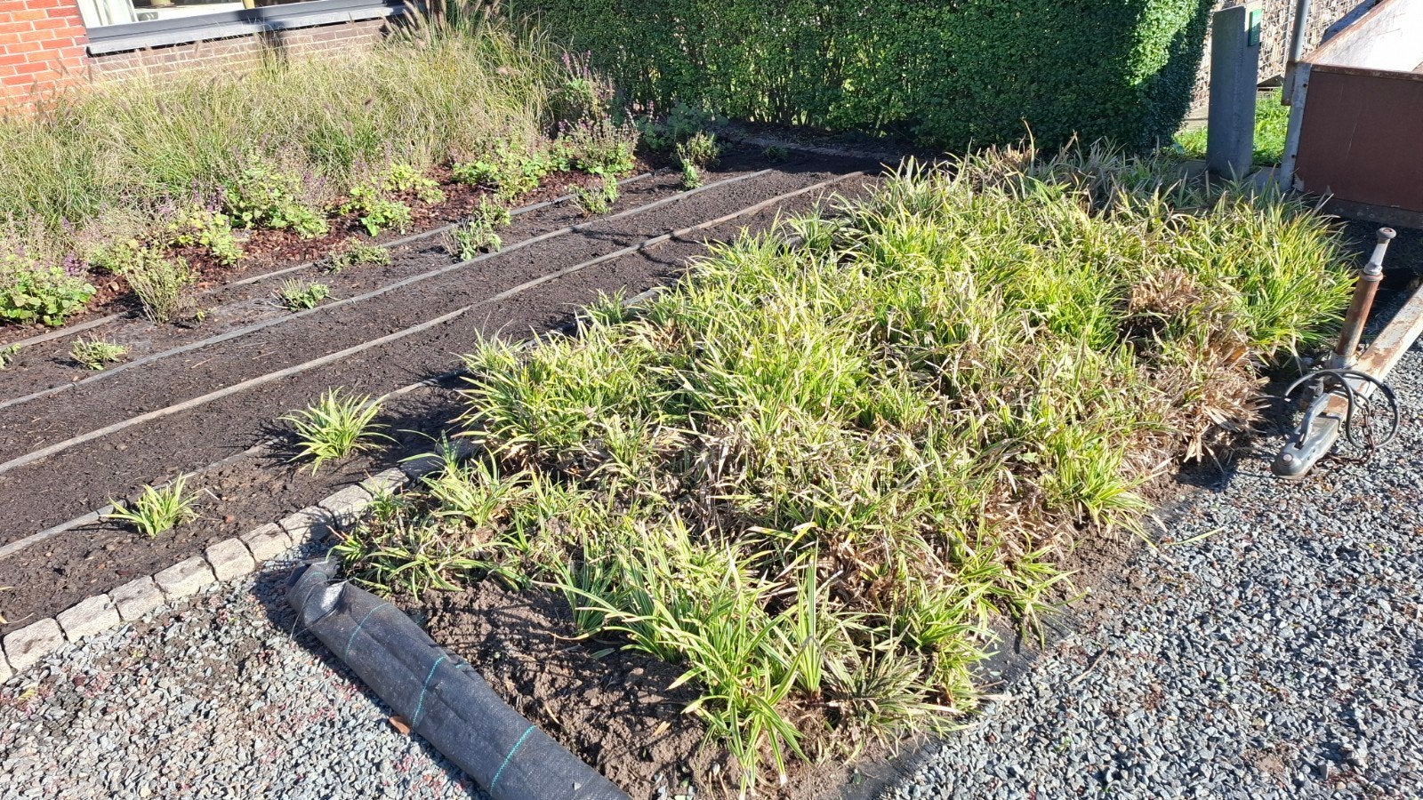 Grassen Carex gratis, Tuin en Terras, Ophalen
