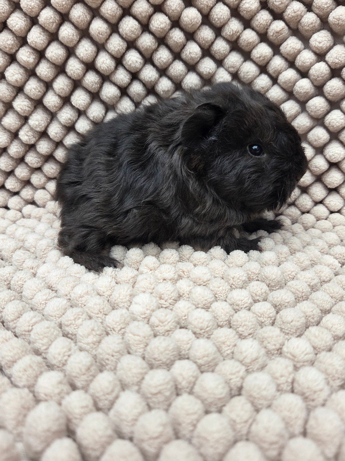 nederland jong cavia beertje, Dieren en Toebehoren, Knaagdieren, Juli, Cavia, Tam