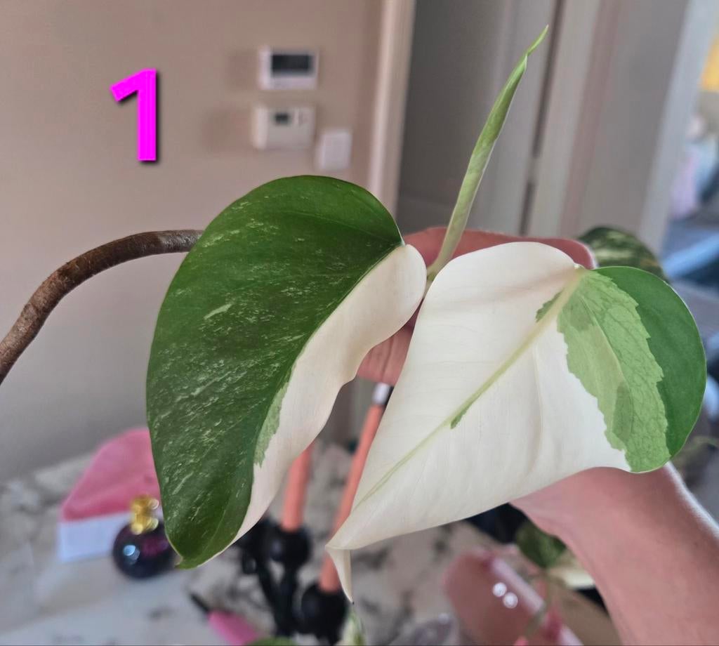 Monstera albo variegata stekken, Ophalen of Verzenden