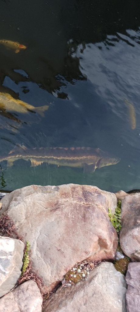 koi vissen  en stuers te koop alsook koivijver, Dieren en Toebehoren, Vissen | Vijvervissen, Karper of Koi