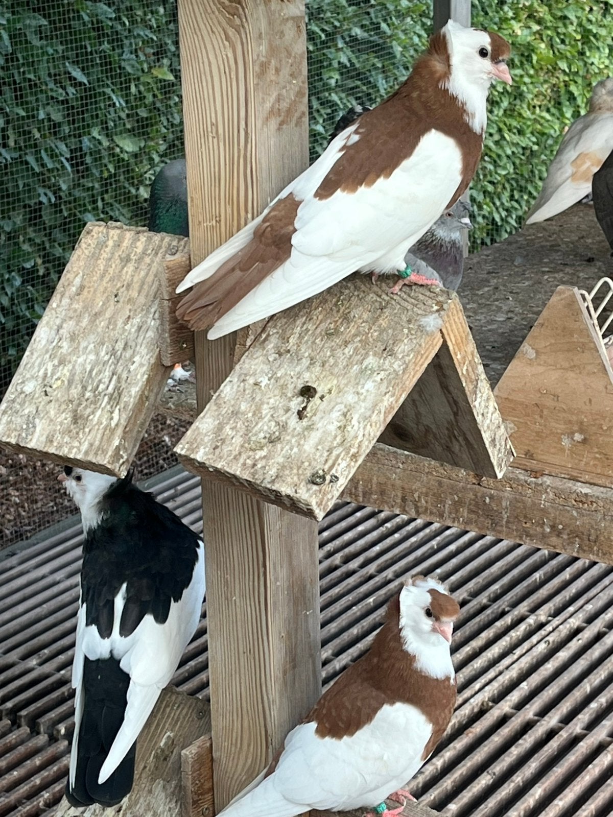 Felegygazer, Plusieurs animaux, Pigeon culbutant ou Roller