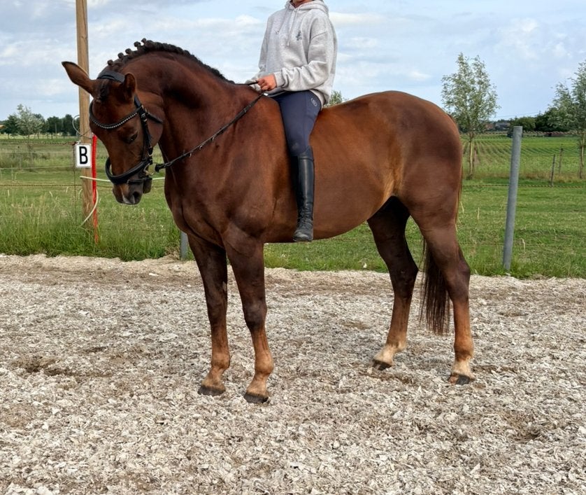 Lieve Kwpn ruin Everdale x Vivaldi, Met stamboom, Ruin, Dressuurpaard, 7 tot 10 jaar