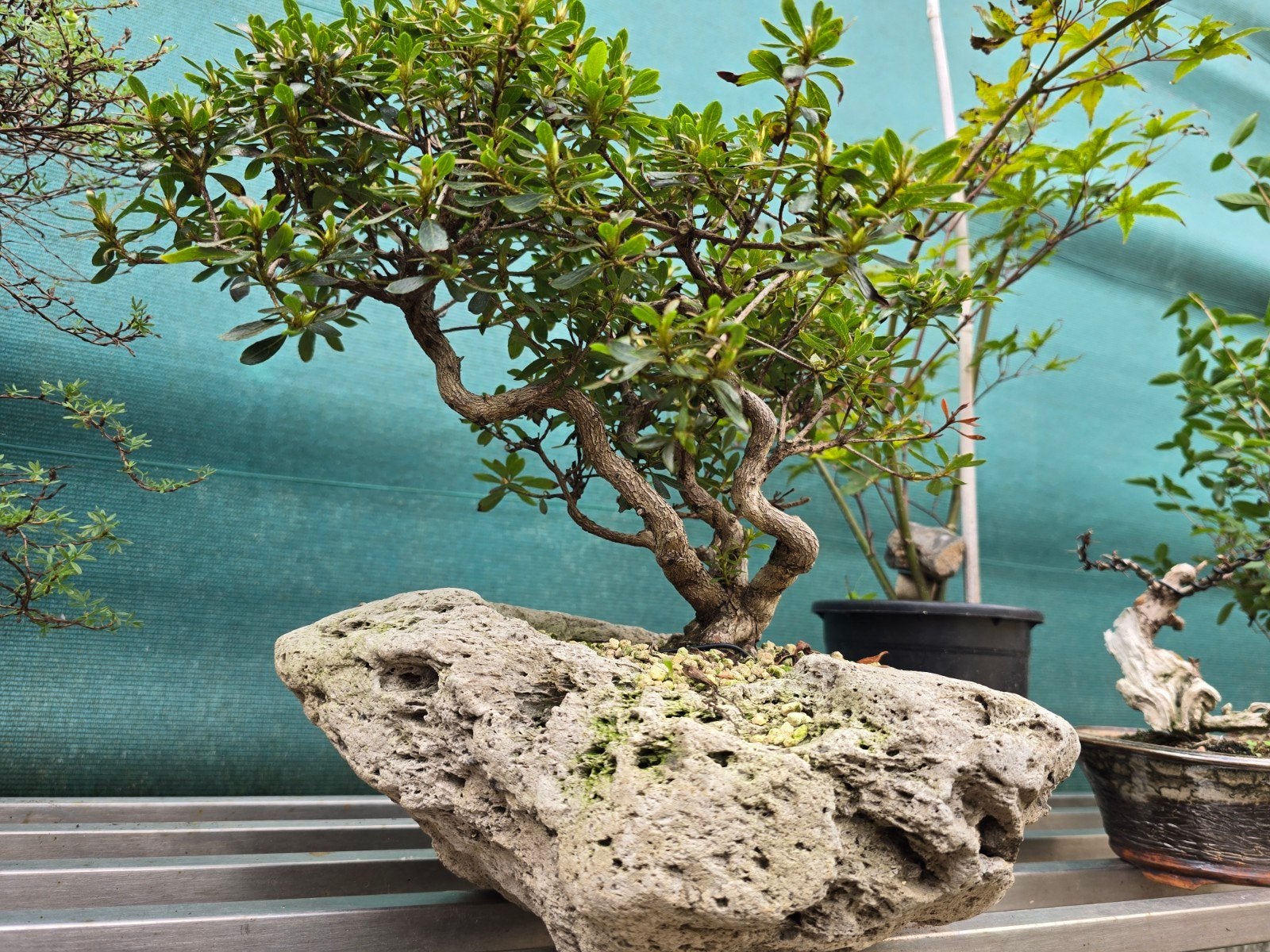 bonsai, Tuin en Terras, Ophalen