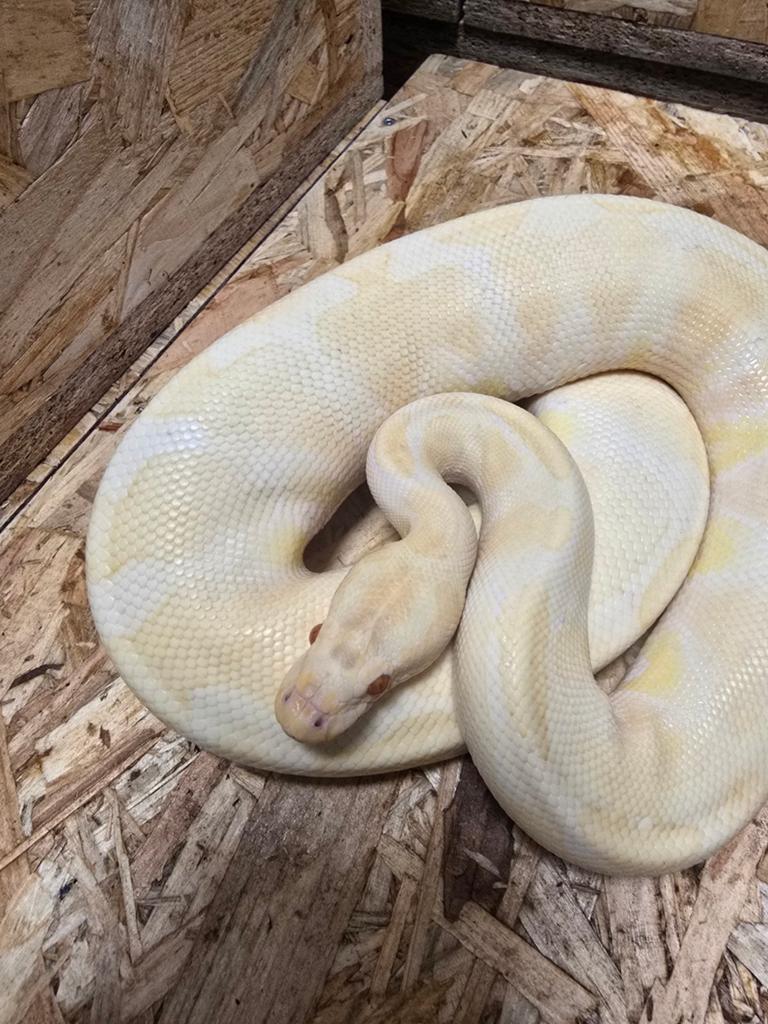 0.1 Koningspython albino high intensety het piebald, Dieren en Toebehoren, Reptielen en Amfibieën, Amfibie