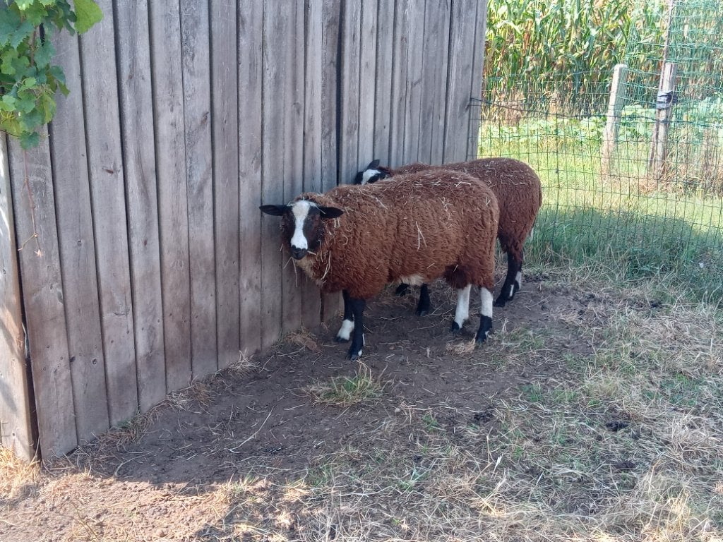 2 Schapen, Animaux & Accessoires, Moutons, Chèvres & Cochons