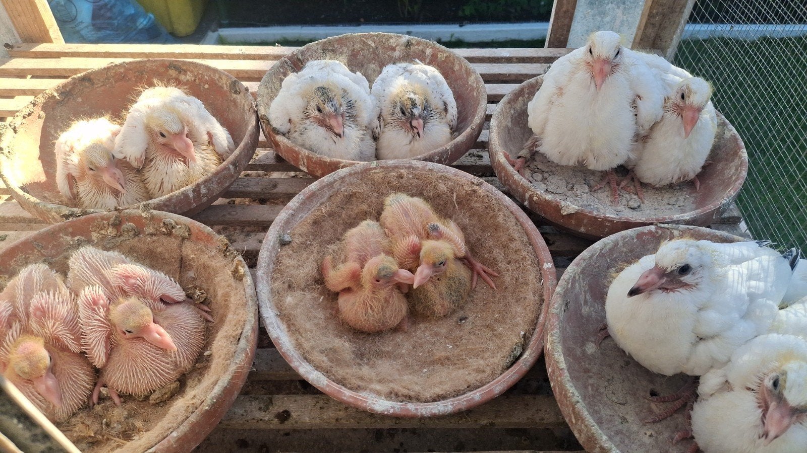 Jonge duiven te koop, Dieren en Toebehoren