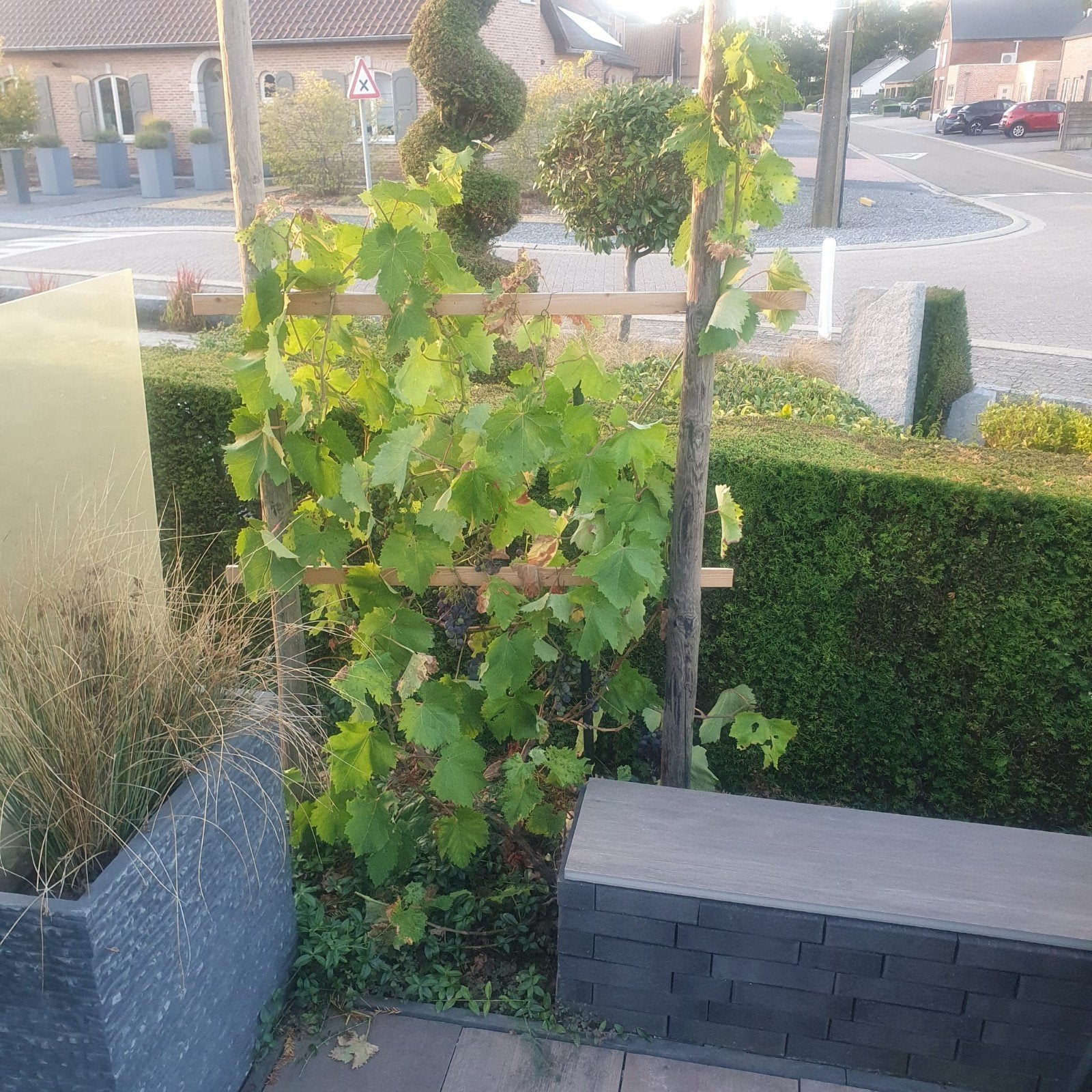 haagconiferen atrevira in pot, Jardin & Terrasse, Enlèvement, En pot