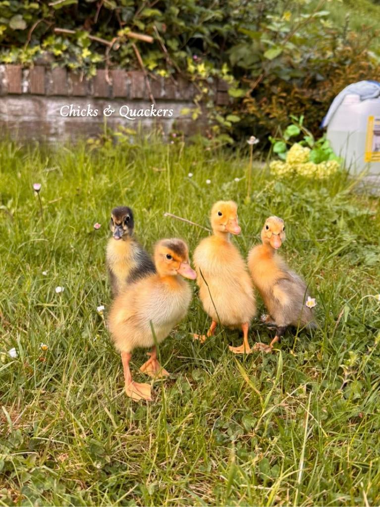 Indische loopeend pulletjes - Raszuiver! 🦆, Animaux & Accessoires, Volatiles, Canard