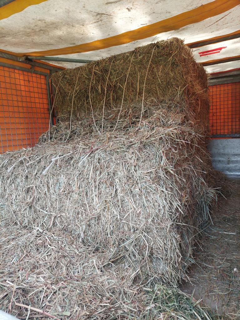 Groot pak droog hooi, Animaux & Accessoires, Nourriture pour Animaux, Enlèvement