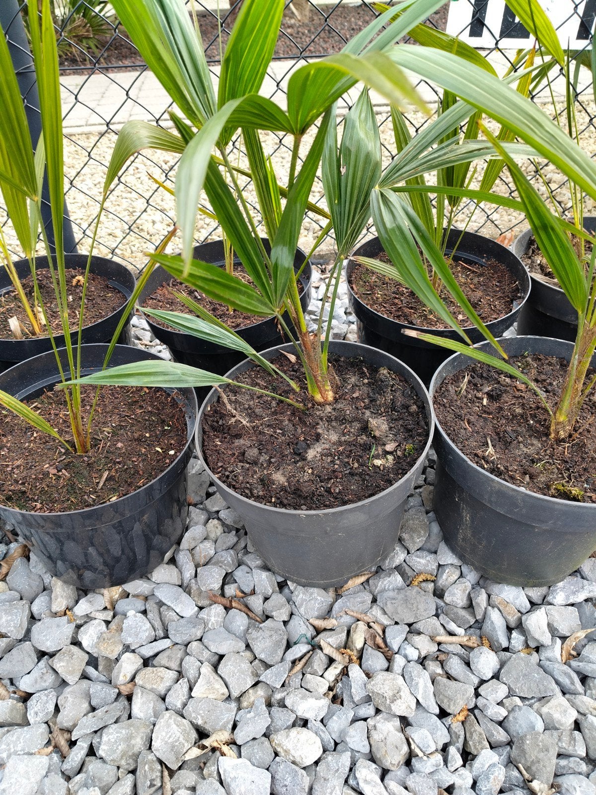 Winterhard palmboomjes, Ophalen