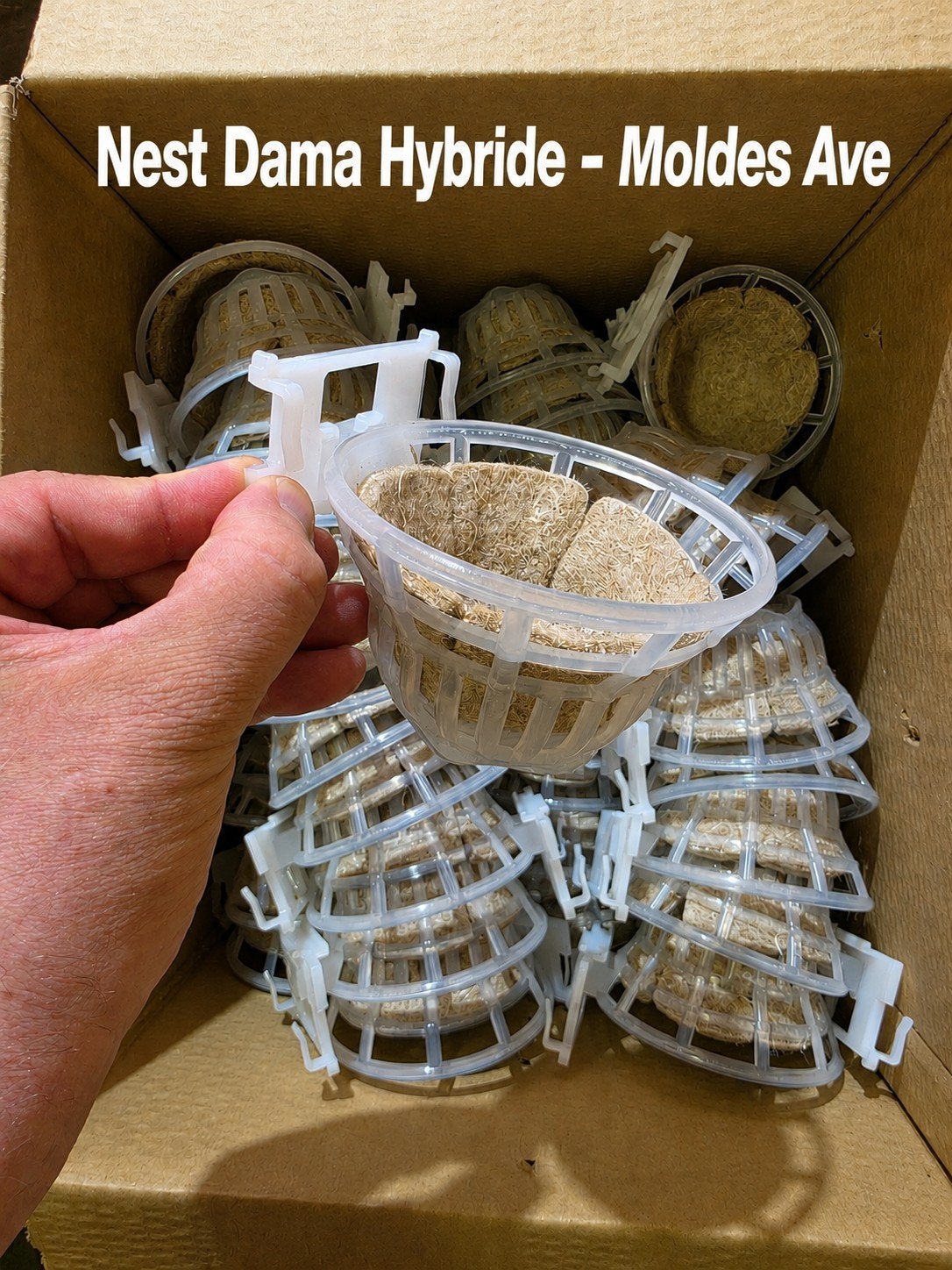 Nest Dama Hybride ( nest matje inbegrepen ) - Moldes Ave, Ophalen