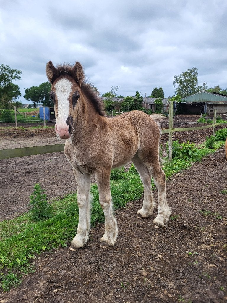 Meerdere prachtige Tinker/irish cob veulens, Dieren en Toebehoren, Paarden, Minder dan 160 cm, Met stamboom, 0 tot 2 jaar, Onbeleerd