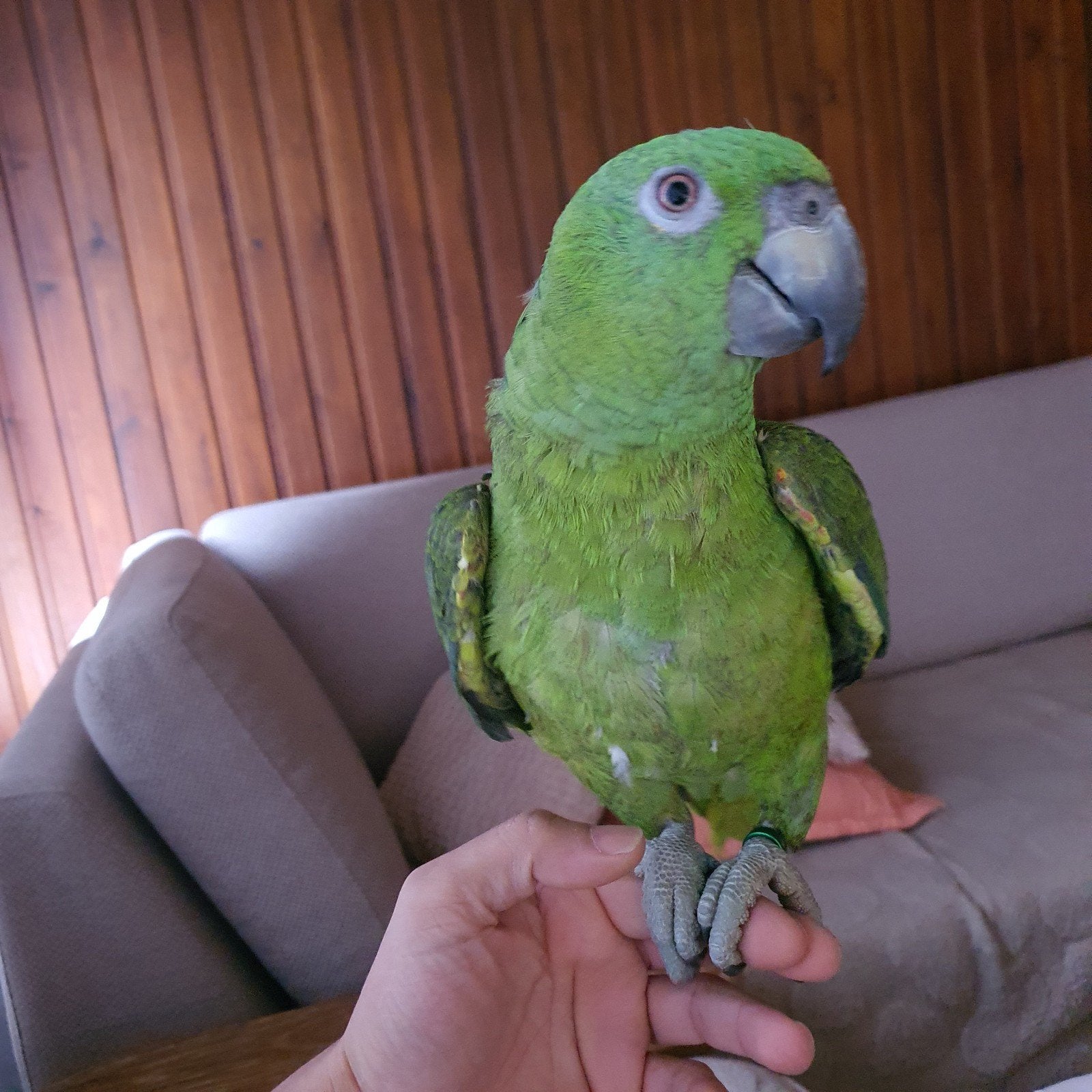 Geelnek amazonepapegaai Amazonepapegaai geelhalspapegaai