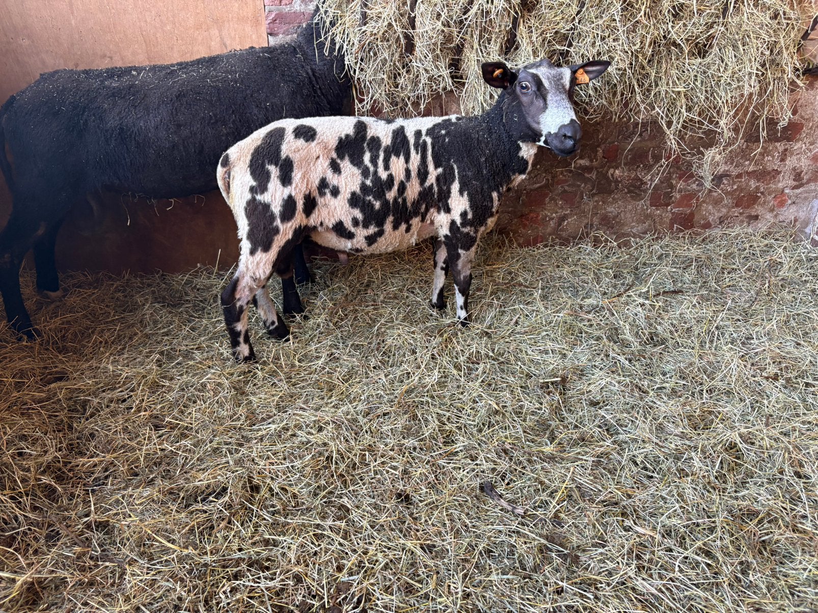 Fenêtre draguée, Animaux & Accessoires, Mâle, Mouton, 0 à 2 ans