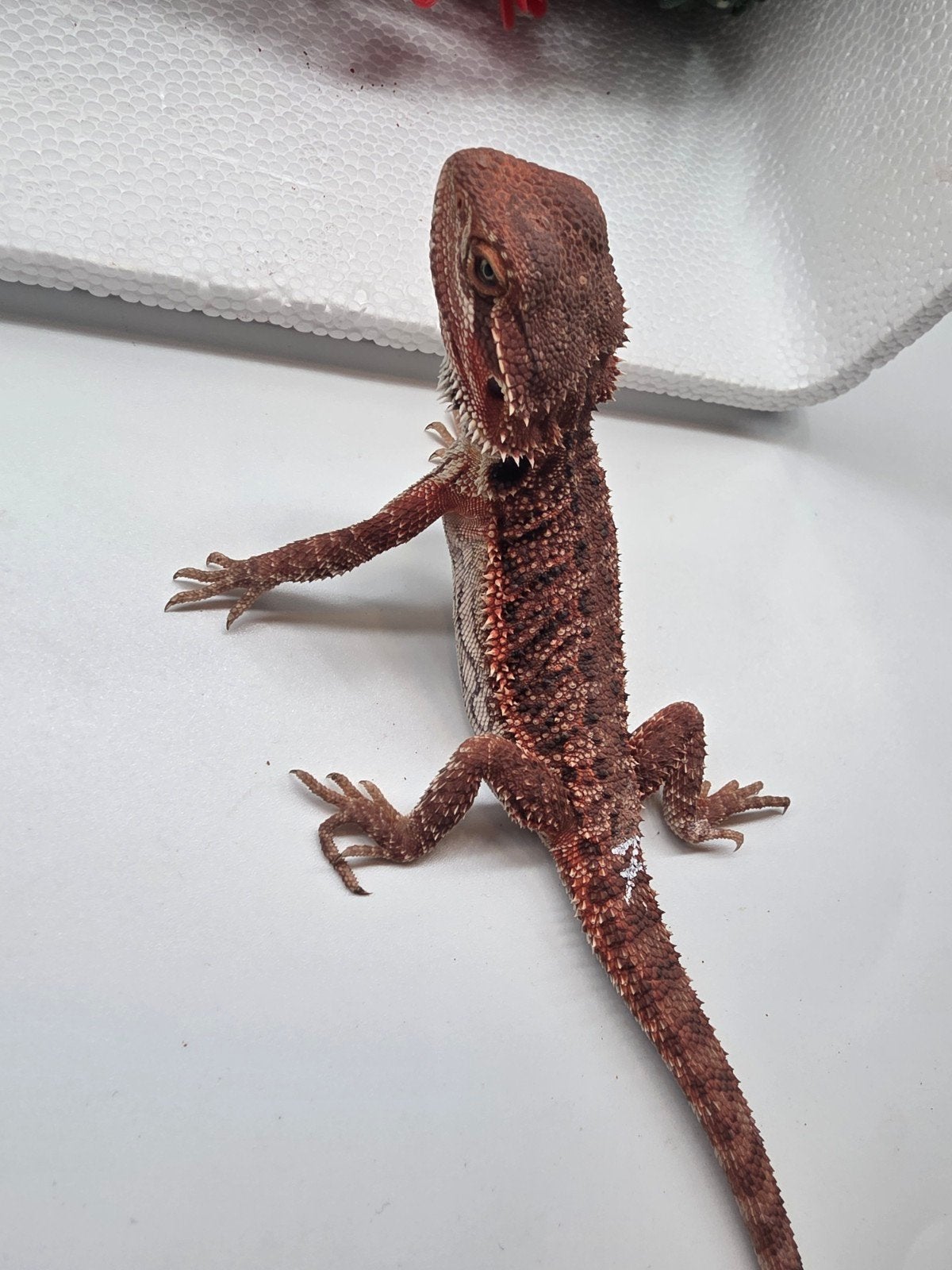 dark red monster, man, het hypo, Dieren en Toebehoren