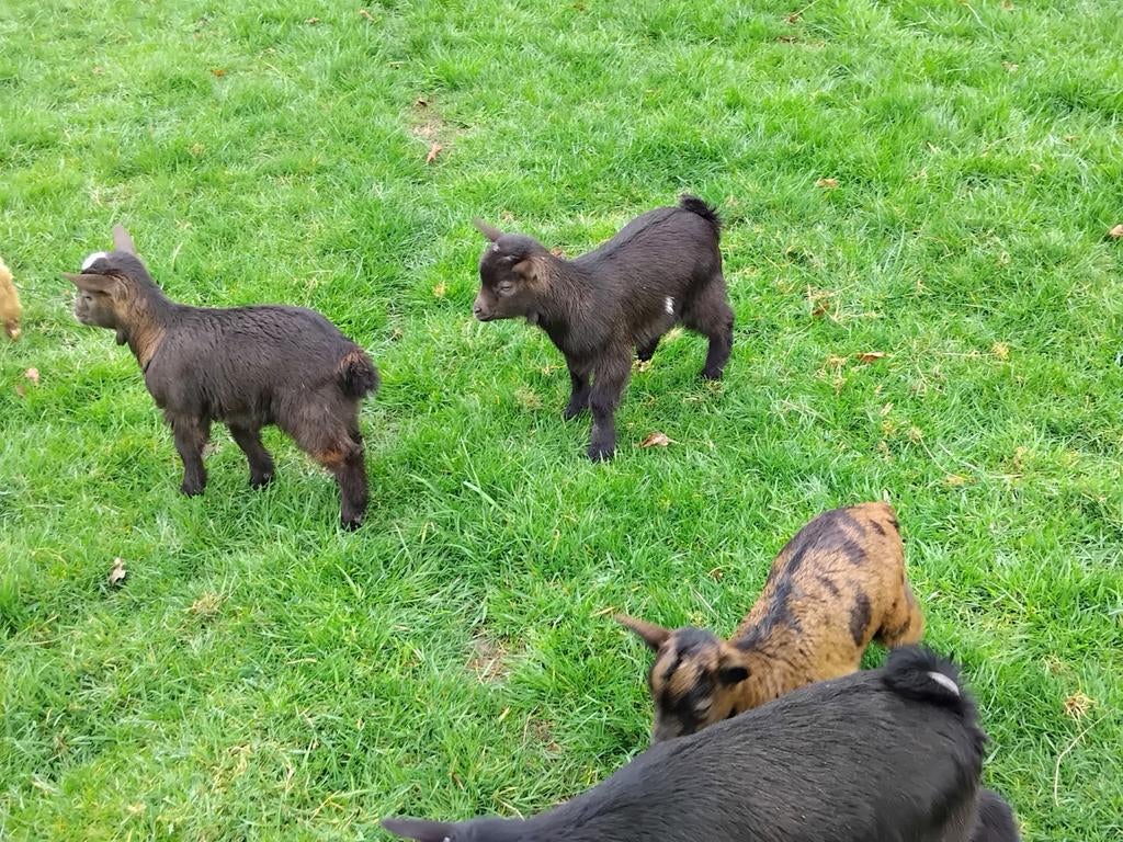 2donker bruine bokjes van 4ling  zoeken  nieuw stalletje, Mâle, Chèvre, 0 à 2 ans